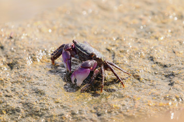 crab
