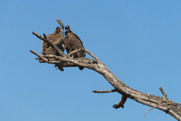 Vultures on Kruger NP, South Africa