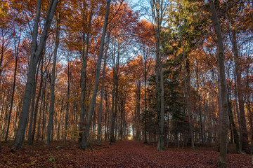 Obraz premium Siebentischwald im Herbst, Augsburg, Schwaben, Bayern, Deutschland