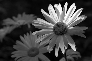 A daisy flower lit by the rays of the sun. In black and white.