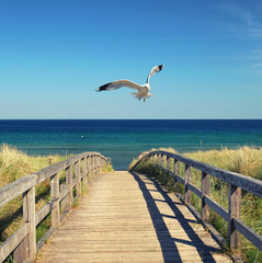 Möwe im Flug am Strand