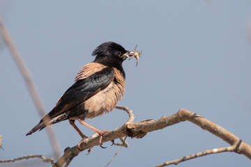 Rosy starling with lunch for the chicks - Pastor roseus