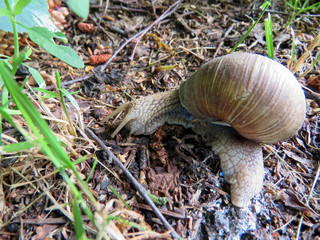 big snail in the grass in summer