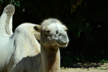 Kamel in Tierpark