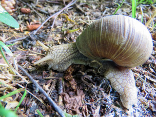 big snail in the grass in summer