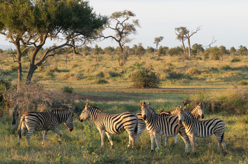 Obraz premium Zebras on Kruger NP, South Africa