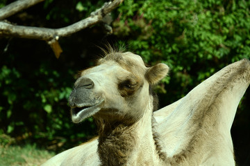 Fototapeta premium Kamel in Tierpark
