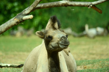 Kamel in Tierpark