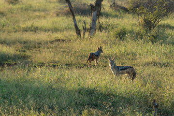 Jackals on Kruger NP, South Africa