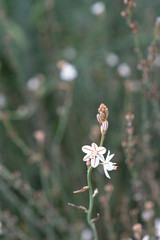 Hollow-stemmed asphodel