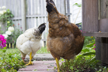 White and Red Chickens Pecking at Ground Along Fenced Backyard Pathway