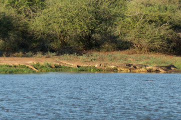 Crocodiles on Kruger NP, South Africa