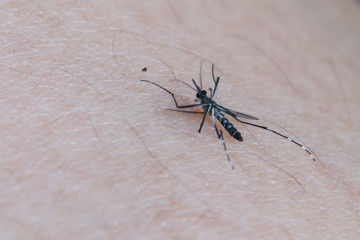 Dead Mosquito.Kill mosquito