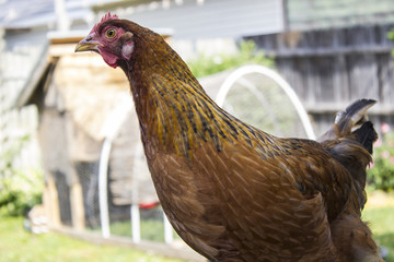 Closeup Picture of Red Chicken with Backyard Coop in Background