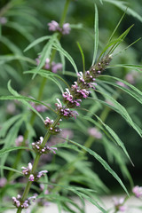 Siberian motherwort