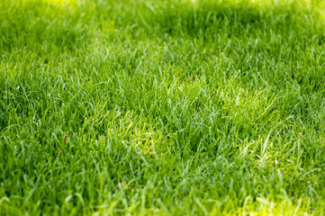Soczyście zielona wiosenna trawa w letni, słoneczny poranek