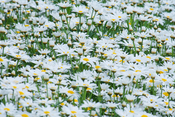 White daisy flowers field (Bellis perennis).