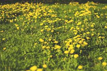 Fragment łąki z zieloną trawą i żółtymi kwiatami w słoneczni, letni dzień - obrazy, fototapety, plakaty