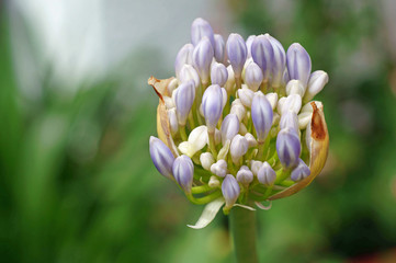 bud of african lilie agapanthus © ullrich
