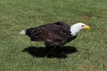 The bald eagle is a large bird of prey from the family of Accipitridae
