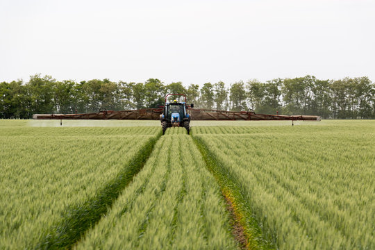 
chemical treatment wheat spraying mushroom killing chemicals