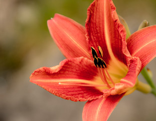 Daylily