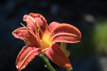 Daylily