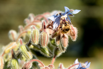 Borage