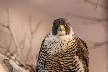 Peregrine Falcon 