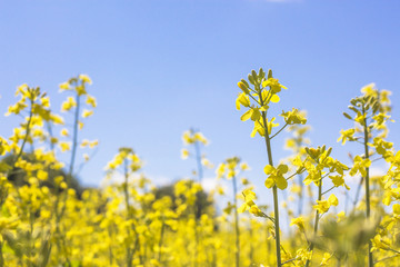 Colorful field of blooming raps on sky background. Close up