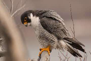 Peregrine Falcon 