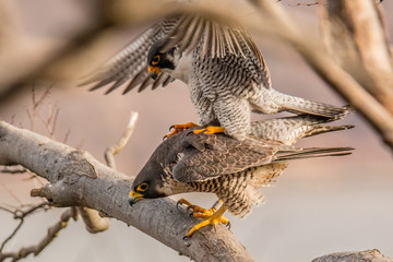 Peregrine Falcon 