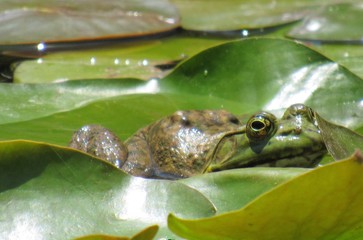 Frog sitting on Lily Pad