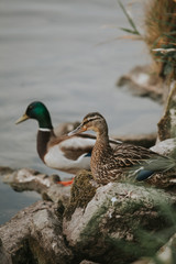Ducks