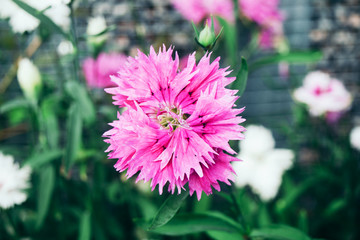 Obraz premium Garden pink carnation with sharp petals.