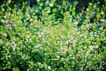 Birch branches with young leaves. 