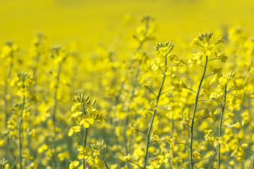 Rapeseed field, Blooming canola flowers. Flowering Bright Yellow Rape in summer.