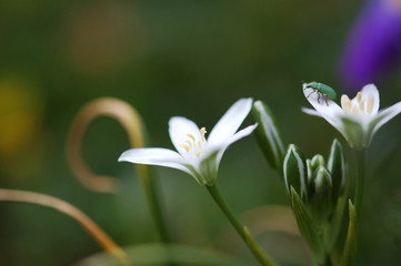 Obraz premium fleurs