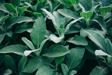 Group of plants sage medicinal with velvety leaves, close-up. - obrazy, fototapety, plakaty