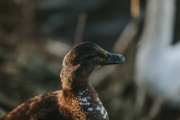 Duck