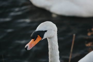 Swan