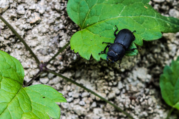 scarabée des bois