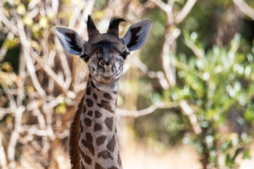 Giraffe in the savannah