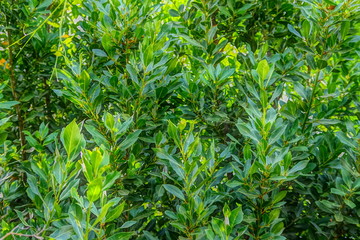 Laurel 1 - Follaje Hojas Árbol - Huerta de Antonio