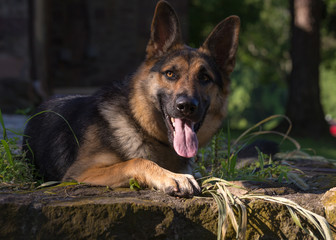 A young german shepherd dog lays down on some rocks and looks directly at the camera with her tongue hanging out
