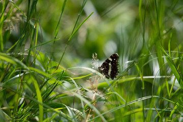 papillon noir et blanc dans la verdure