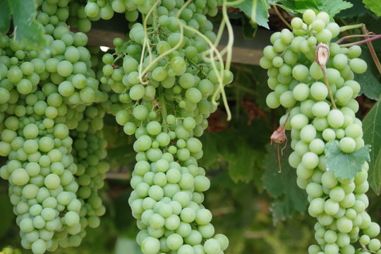 Racimo de uvas verdes 11 - Parras mixtas - Huerta de Antonio