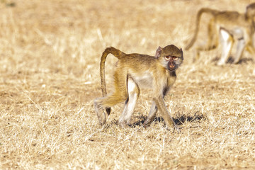 Baboon cub in the field
