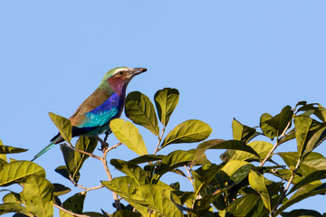 Lilac beasted roller