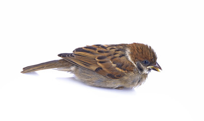 young sparrow isolated on white background